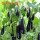 紫茄子苗（5颗）