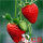 红颜草莓营养杯苗4棵