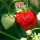 Q红颊草莓