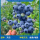 【中苗】精品蓝莓绿宝石盆栽50-60cm+送肥料（