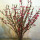 红梅带花苞10枝60厘米高 0cm