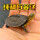 南石龟4-5厘米1只