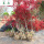 日本红枫树苗(粗约3cm)