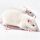 SPF级小白鼠繁殖组1公3母18-30g