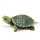 3-4厘米绿色宠物龟