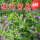 光叶紫花苕一斤