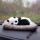 大熊猫+毛绒垫子