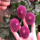 紫乒乓 【10颗 肥料 生根粉】