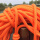 （橙色绳）10毫米30米光绳