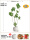 鸭脚木1.8m送白色镁泥花盆（主图