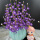 多彩幸福花-紫色+1个南瓜花瓶