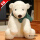 软萌北极熊（绿围巾款）  45cm