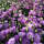 洋桔梗紫色300粒+有机肥