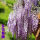 紫藤花 5厘米粗 高1.5以上