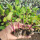 红菜苔苗6棵 收藏店铺宋肥