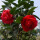 2.红赤丹（4年苗）（当年开花）+肥料