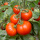 西红柿苗(5棵)