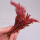 红油香椿种子10g