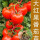 黑番茄苗【糖水】5棵+大红苗