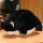 黑色猫咪【全长65厘米】