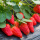 草莓小红果种子200粒+宋2包肥 (