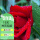 红玫瑰（180加仑盆)
