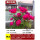 滇红玫瑰17厘米黑加仑盆苗