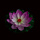 10个紫色【28CM】三层花瓣带荷叶