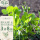 七鲜女豌豆尖种子200g