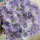 步步高紫牡丹菊种子