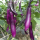 紫长茄苗5棵