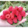 红树莓2盒*125克