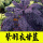 紫羽衣甘蓝种子1000粒/1包+肥【