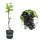 带盆栽好黑色极香 0.5-1公分