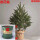 精品云杉圣诞树1-1.2米高 0个 0cm