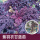 紫羽50棵