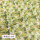 米白色 黄绿底小白花/1.6米宽*0.