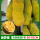 菠萝蜜马来西亚1号50-70cm