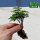 土培或者水培-矮化云竹