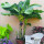 芭蕉树苗100～120厘米高1棵