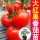 大红硬果番茄苗12棵