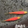 大号蝶翼斑马鱼（红色）5-6cm 1