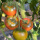 草莓番茄苗 6棵 +肥料