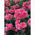 粉色达芬奇1.5米高大苗