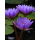 香水莲水月观音紫色1棵带花苞