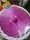 紫色2厘米 50斤