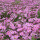 矮杆粉色格桑花种子1斤