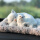 白色猫咪(母子狗)含200克活性炭