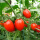 红美玉番茄6棵