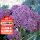 紫色西兰苔种子50粒/高性价比